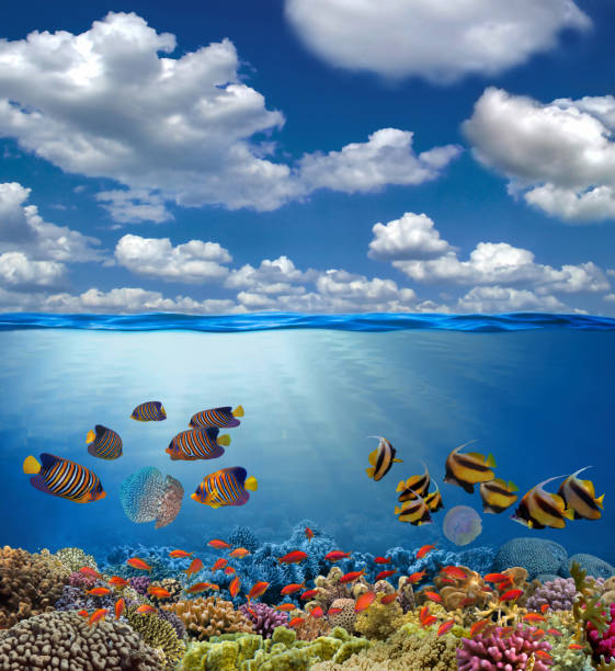 istock Split view with sky and beautiful coral reef underwater 1299616797