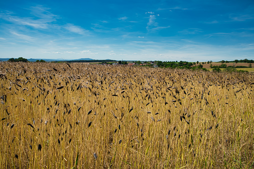 summer landscape field with emmer wheat