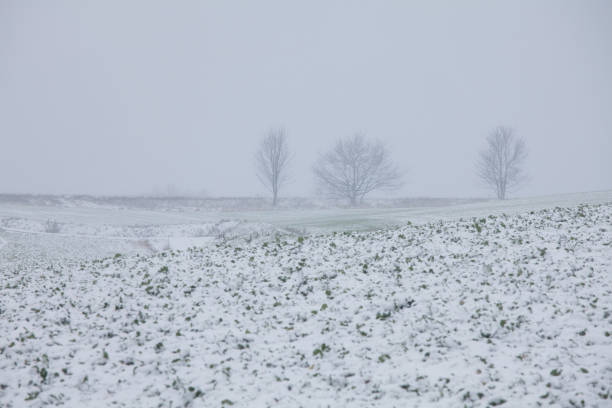 istock cold winter day with misty sky and some lonesome trees with snow 1299617113