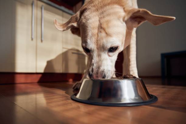 istock Feeding of hungry dog at home kitchen 1299617187