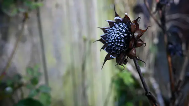 A sunflower seedhead glistens with frost on a sunny winter morning.
