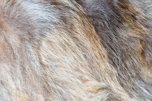 Brown and gray wolf natural fur background texture for design, animal fell