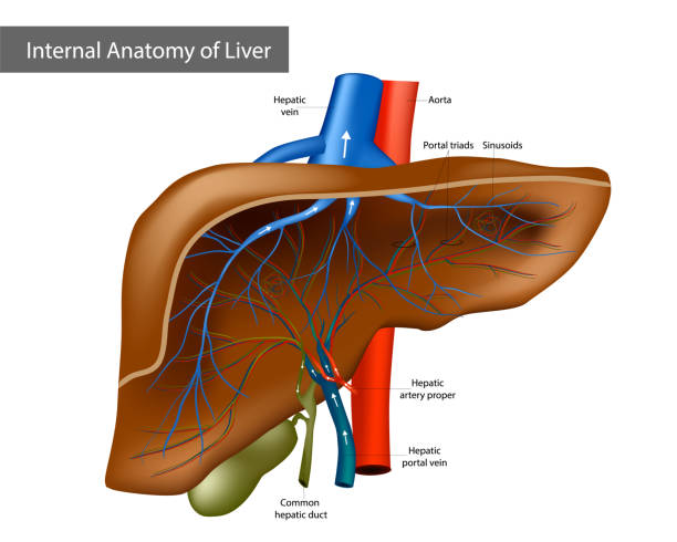 ilustraciones, imágenes clip art, dibujos animados e iconos de stock de anatomía interna del hígado. ilustración médica - healthcare and medicine human cardiovascular system anatomy human blood vessel