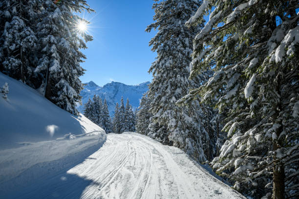 istock Snowcapped trees in ski resort 1299618547