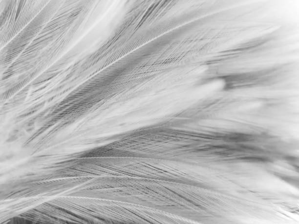 istock Beautiful abstract black feathers on white background and soft white feather texture on white pattern, dark theme wallpaper, gray feather background, black banners 1299619336