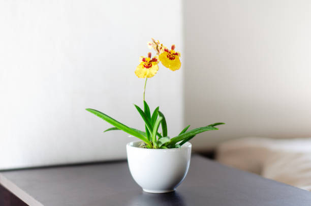 Tolumnia or equitant oncidiums are petite and showy orchids