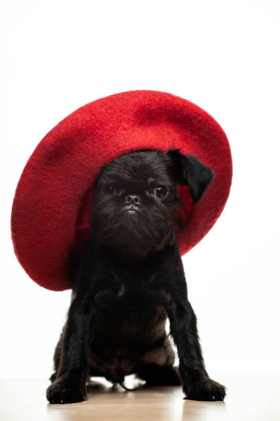 istock image of dog hat white background 1299620754