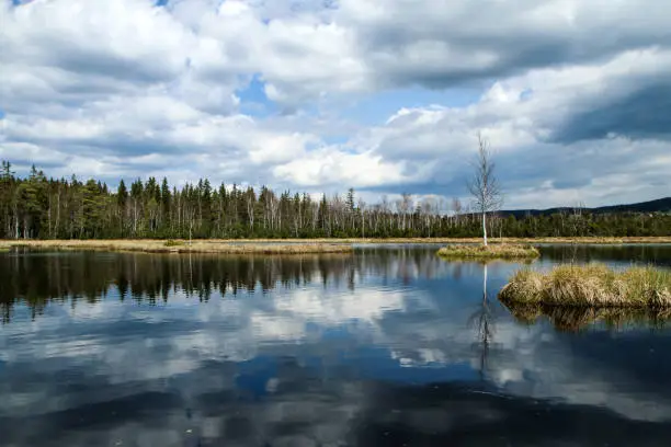 The protected natural area in Šumava national park in Czech Republic called "Chalupská slať" ( cottage peat bog).
