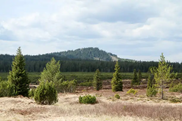 The picture from the protected area in Czech Republic called "Jezerní slať" (Lake peat bog) in the Šumava national park.