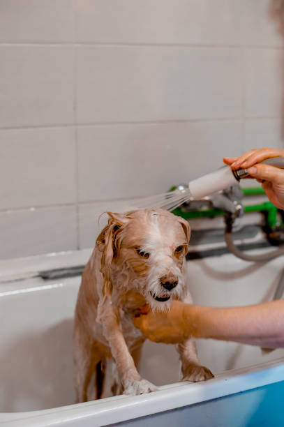 istock Dog getting shampooed at the groomers 1299620993