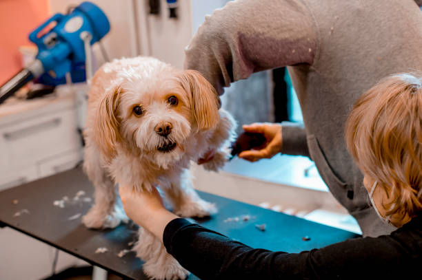 istock Pet groomer using an electric razor on a dog at a salon 1299621653