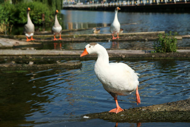 istock The white goose standing on one leg 1299621846