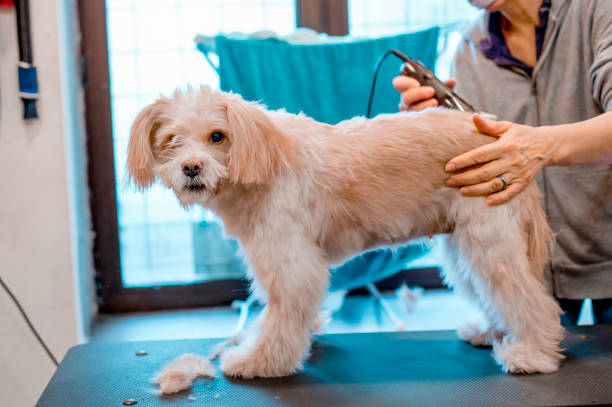 istock Pet groomer using an electric razor on a dog at a salon 1299622013