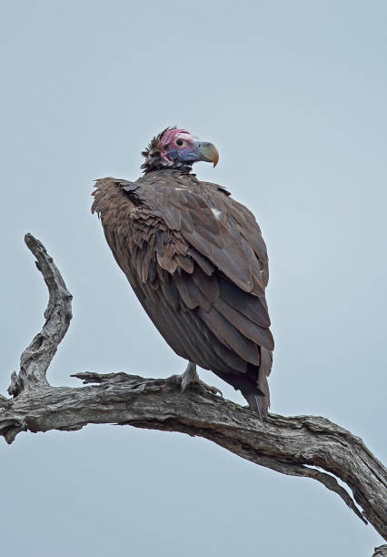 istock Lappet-faced Vulture 1299622386