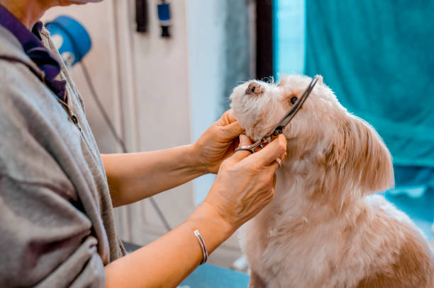 istock Pet groomer with scissors makes grooming 1299622408