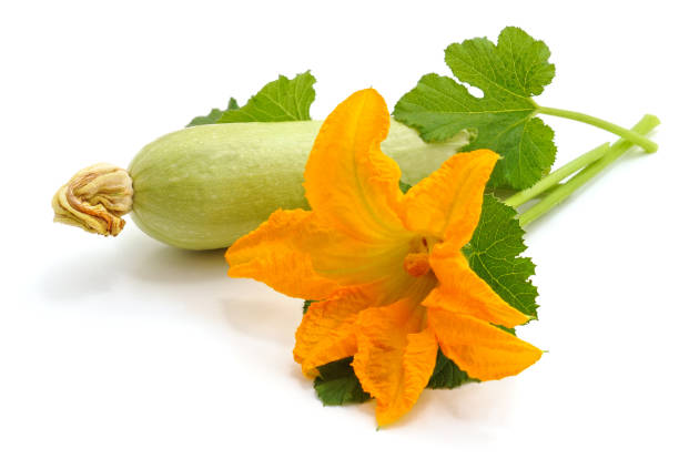 緑のズッキーニと花。 - squash blossom ストックフォトと画像