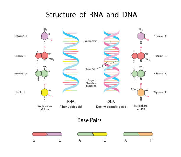 struktura molekularna dna i rna. infografika edukacyjna ilustracja wektorowa - budowa fizyczna stock illustrations