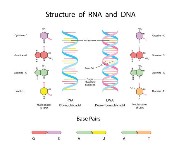 молекулярная структура днк и рнк. инфографика образовательная векторная иллюстрация - human rna stock illustrations