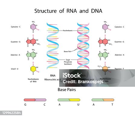 Figure Of Rna Rna Structure Diagram