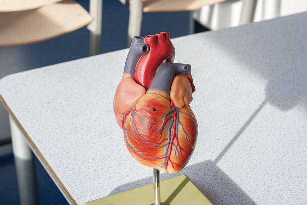 istock Model of a human heart 1299622617