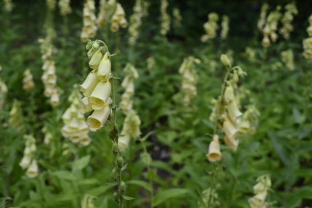 Closeup Digitalis grandiflora known as yellow foxglove with blurred background in garden