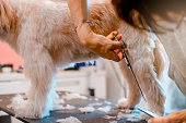Pet groomer with scissors makes grooming