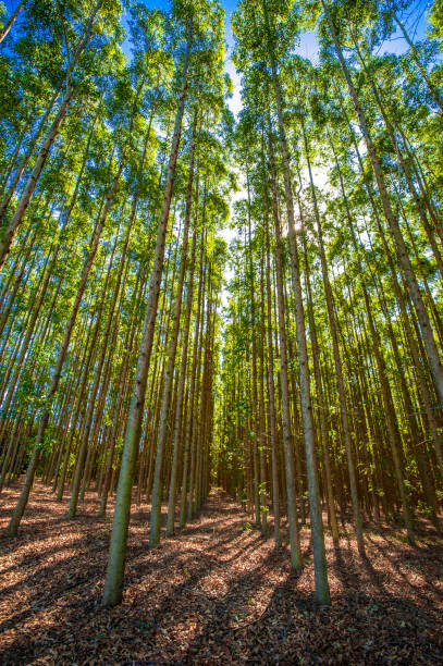 istock eucalyptus. tree for wood, cellulose and medicinal 1299624031