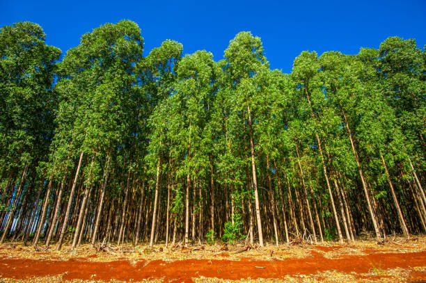 eucalyptus. tree for wood, cellulose and medicinal