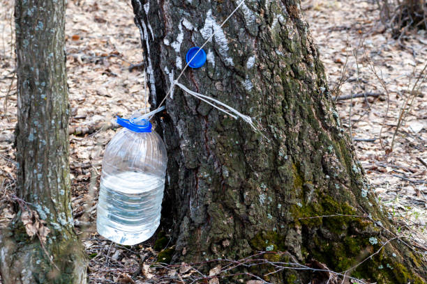 istock Collection of birch sap. 1299626765