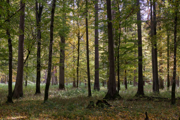 istock Group of old hornbeams in autumn 1299626826
