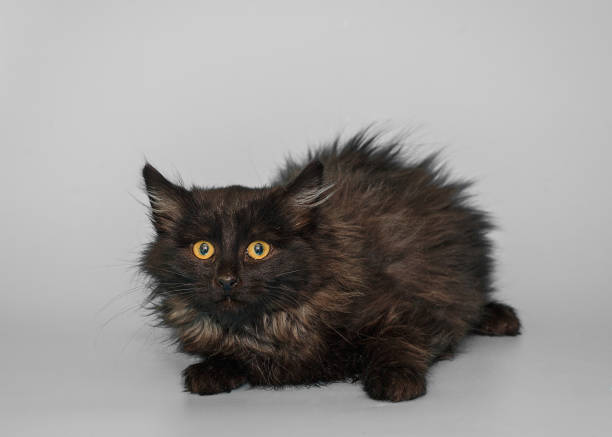 Beautiful black and shaggy kitten on a gray background