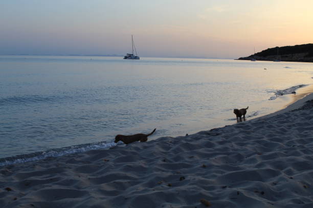 istock Dogs in the beach 1299627879