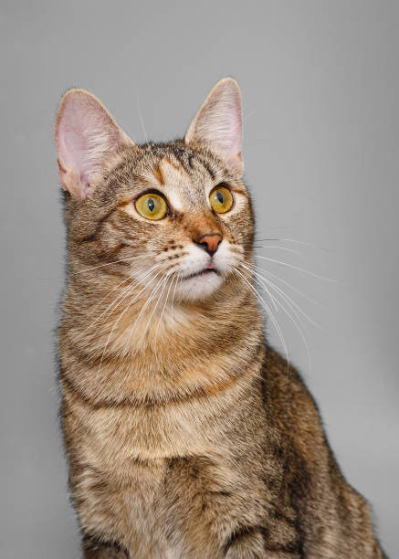 istock Portrait of a beautiful, striped cat 1299627897