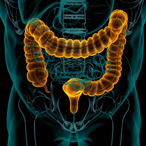 istock Large Intestine 3D Illustration Human Digestive System Anatomy 1299628091