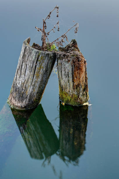 istock The old wooden post in the lake. 1299629013