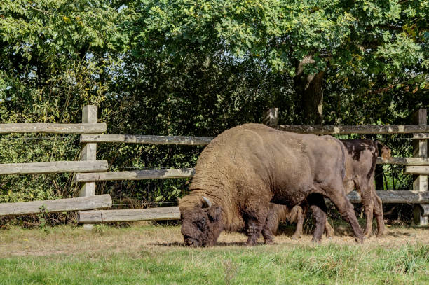 Free Stock Photo of Bison Grazing on Grass in Zoo Enclosure | Download ...