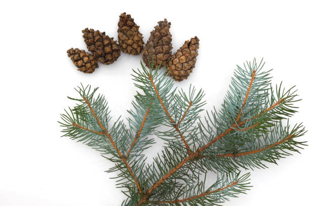 istock Christmas structure of a fir-tree, isolated on a white background 1299629504