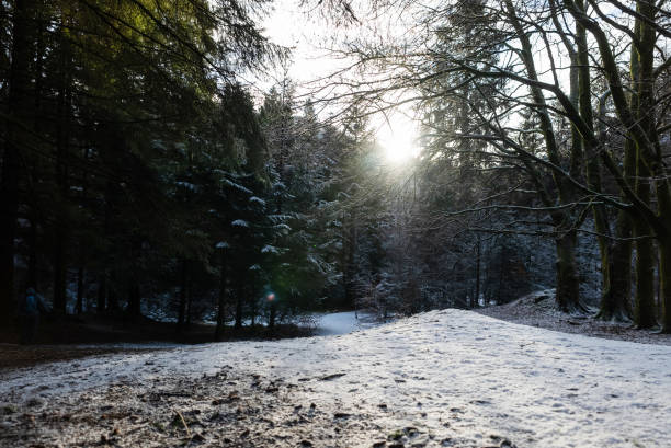 istock Outdoors in winter: Forest landscape covered with snow in a sunny day 1299631957