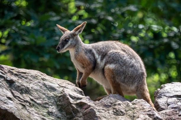Yellow footed rock wallaby sitting on a rock