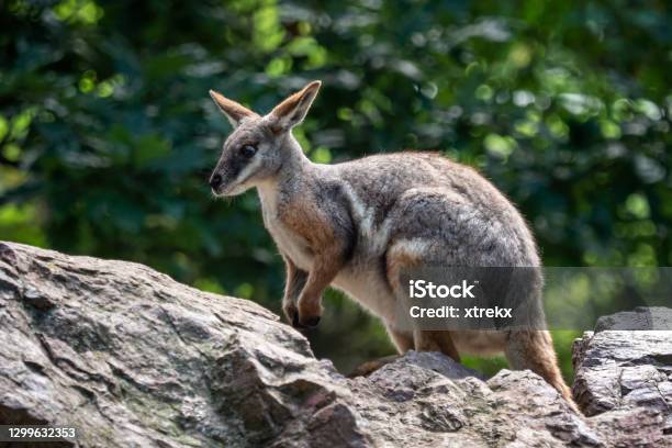 Yellow Footed Rock Wallaby Sitting On A Rock Stock Photo - Download Image Now - Wallaby, Animal, Animal Hair