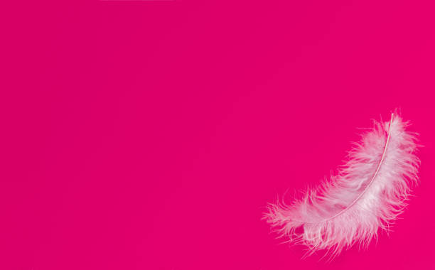 istock One white feather on a color background. Pink background 1299632525