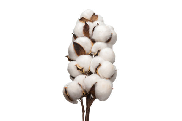 istock Cotton flower branch isolated on white background. 1299633458