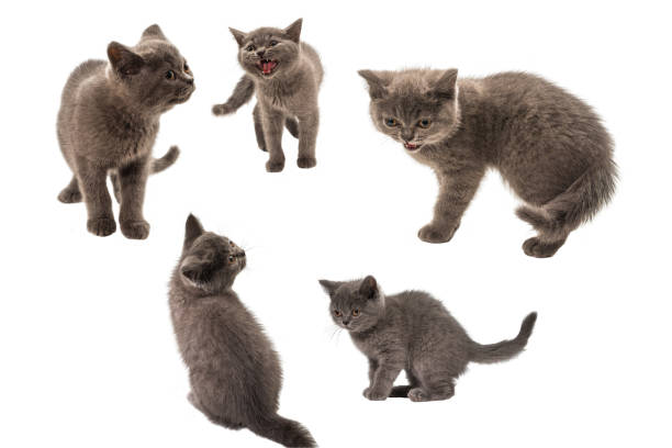 istock British shorthair kitten looking up isolated on white 1299633538