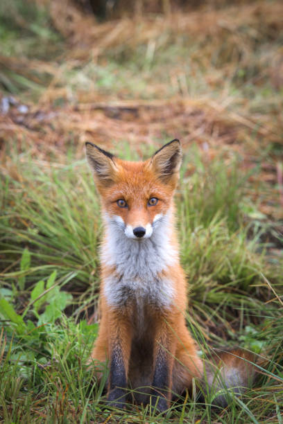 istock Beautiful young red Fox in the wild 1299633629