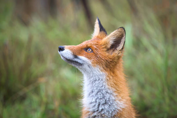 istock Beautiful young red Fox in the wild 1299633641