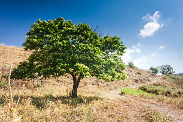 Green chestnut leaves in sunny forest with green grass