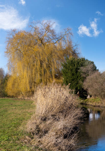 istock Landscape with a weeping willow tree in Bavaria 1299635280
