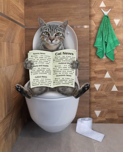 istock Cat gray on toilet bowl reading 2 1299636207