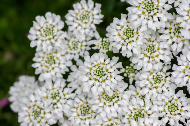 Photo of Iberis sempervirens evergreen candytuft perenial flowers in bloom, group of white springtime flowering rock plants