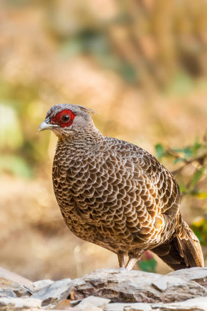 istock Female Kalij pheasant (Lophura leucomelanos) 1299637718